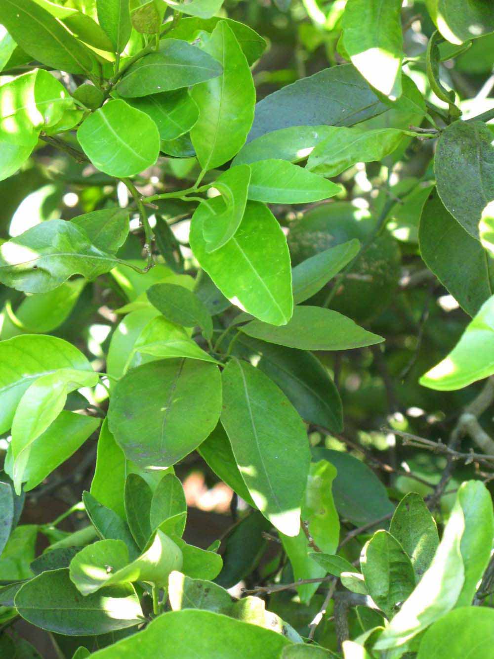             Shade leaves (Winter Haven, FL)       
